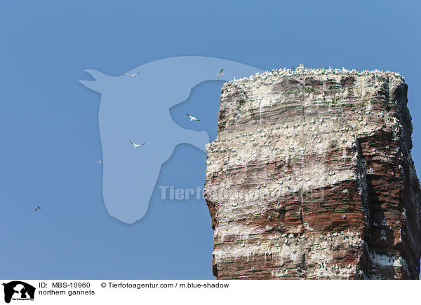 northern gannets / MBS-10960