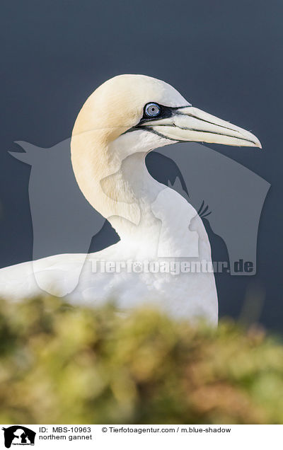 northern gannet / MBS-10963