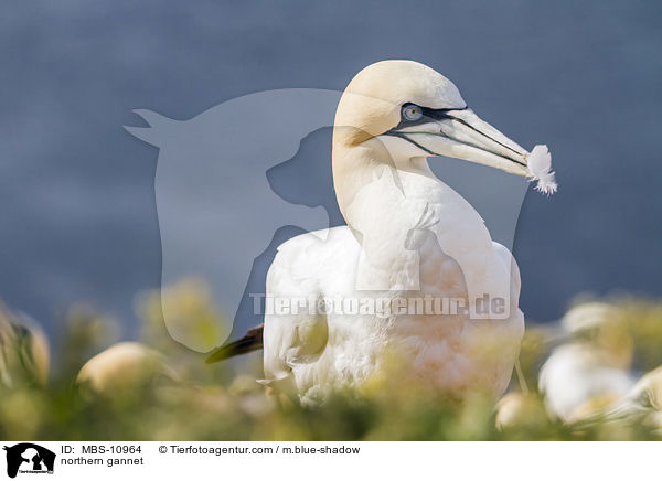 northern gannet / MBS-10964