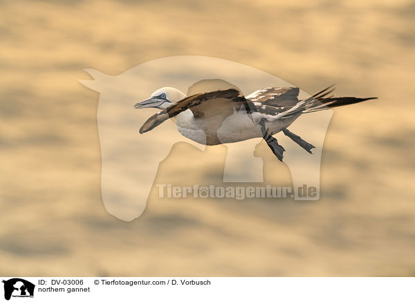 northern gannet / DV-03006
