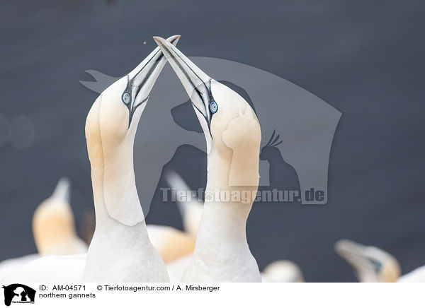 northern gannets / AM-04571