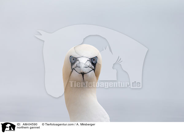 northern gannet / AM-04590