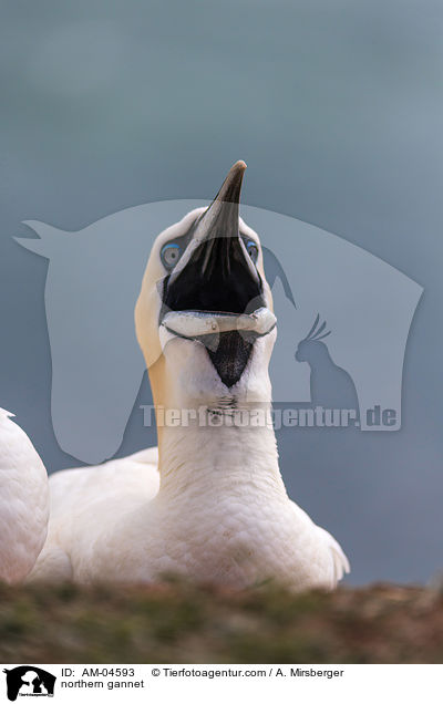 Basstlpel / northern gannet / AM-04593