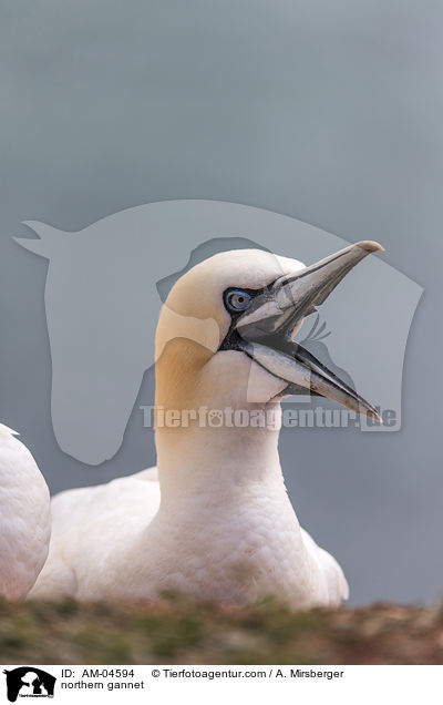 Basstlpel / northern gannet / AM-04594