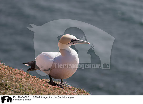 northern gannet / AM-04596