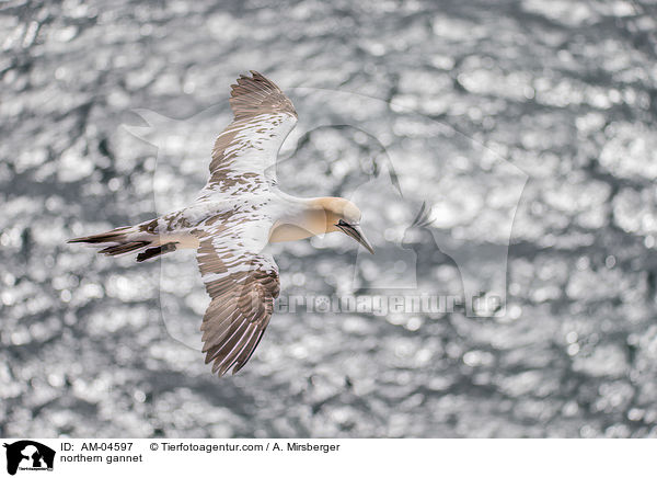 northern gannet / AM-04597