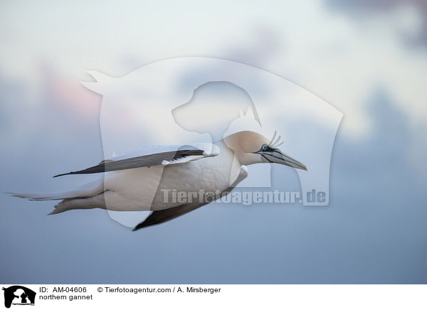 northern gannet / AM-04606