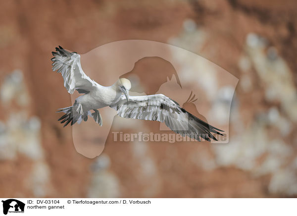 northern gannet / DV-03104