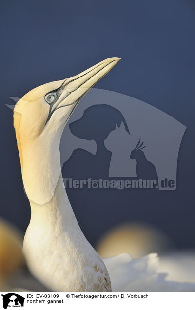 northern gannet / DV-03109
