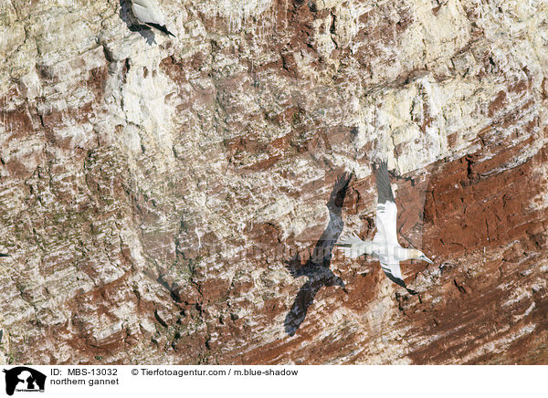 northern gannet / MBS-13032