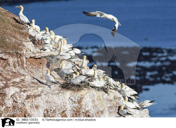 northern gannets / MBS-13033