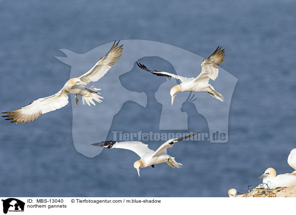 northern gannets / MBS-13040