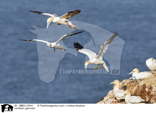 northern gannets / MBS-13041