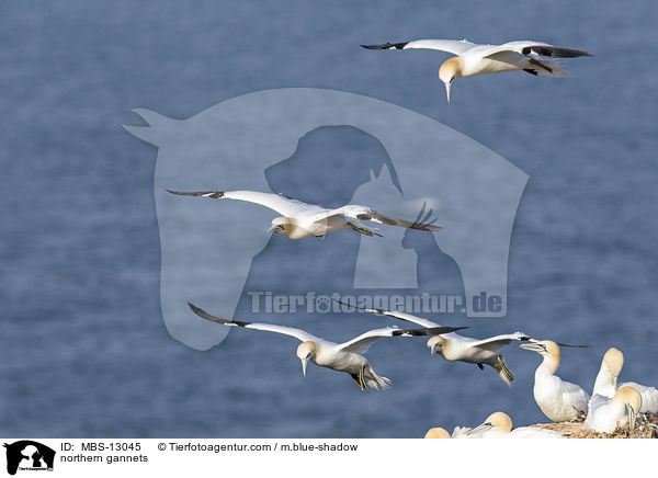 northern gannets / MBS-13045