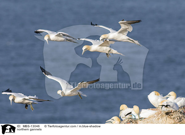 northern gannets / MBS-13046