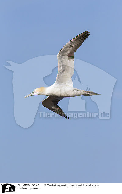 northern gannet / MBS-13047