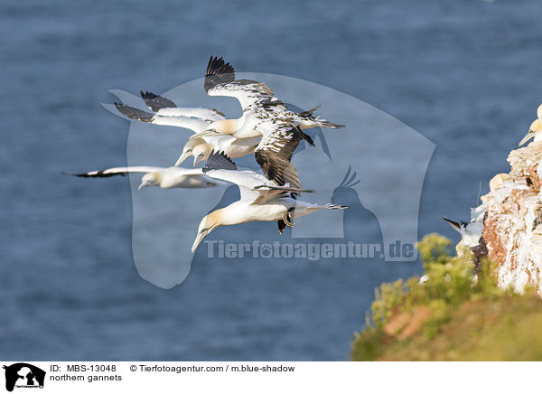 northern gannets / MBS-13048