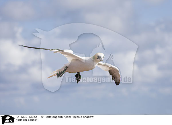 northern gannet / MBS-13052