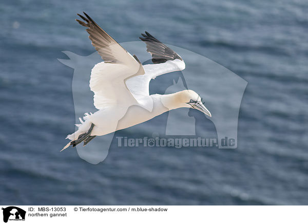 northern gannet / MBS-13053