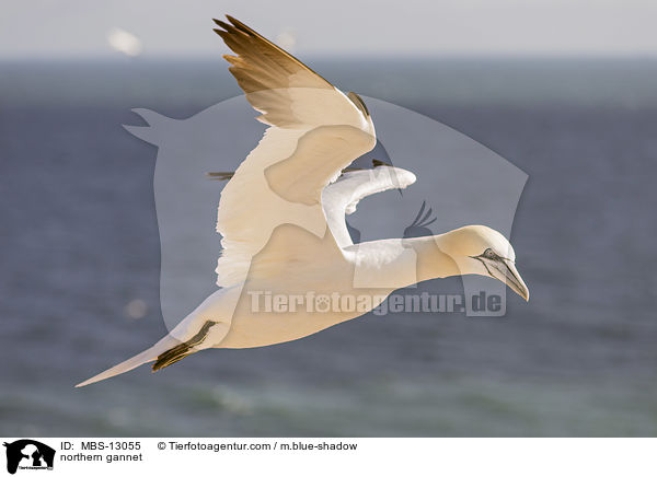 northern gannet / MBS-13055
