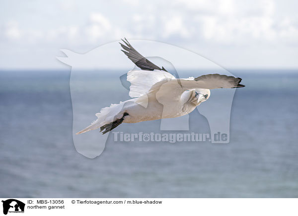 northern gannet / MBS-13056