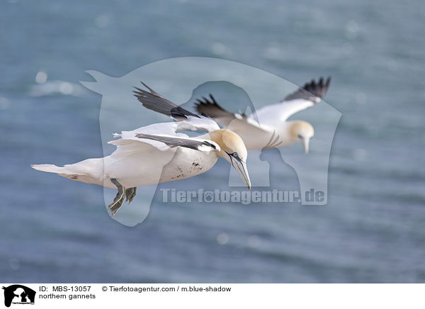 northern gannets / MBS-13057
