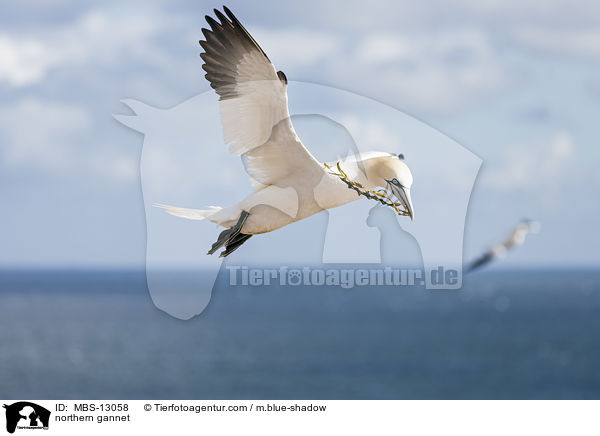 northern gannet / MBS-13058