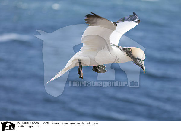 northern gannet / MBS-13060