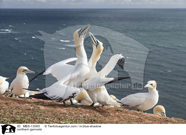 Basstlpel / northern gannets / MBS-13065