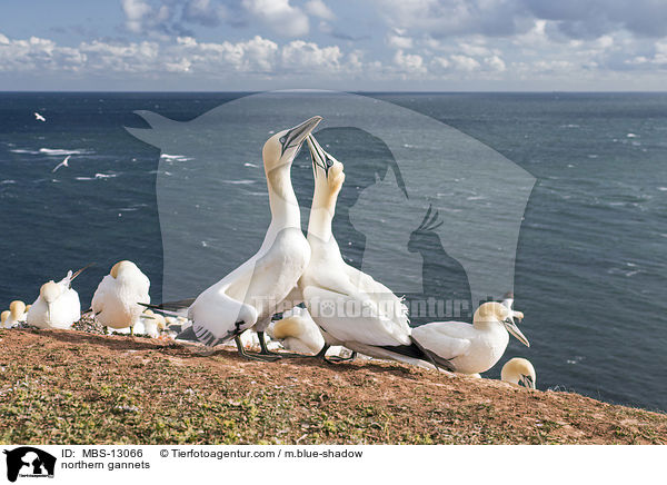 northern gannets / MBS-13066