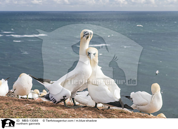 northern gannets / MBS-13069