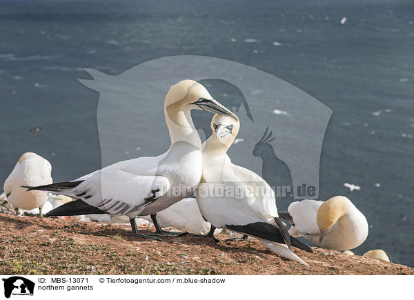 northern gannets / MBS-13071