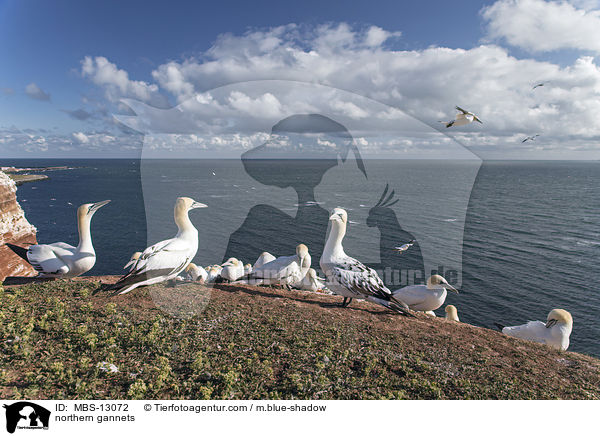 northern gannets / MBS-13072