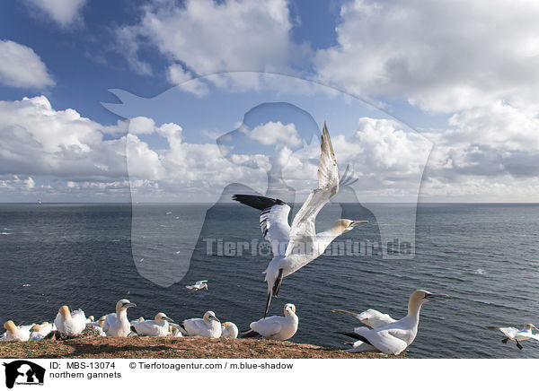 northern gannets / MBS-13074