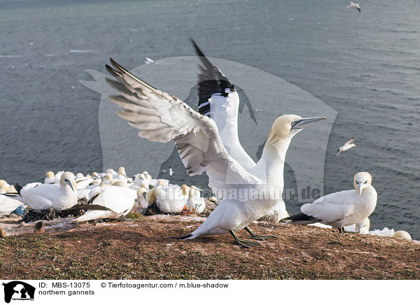 northern gannets / MBS-13075