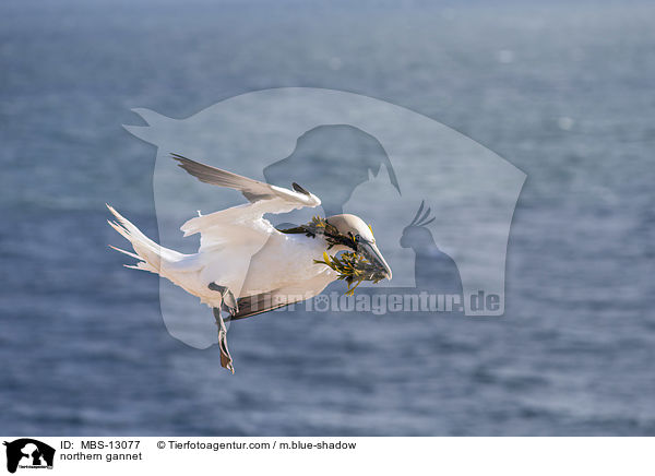 northern gannet / MBS-13077