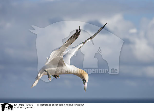 northern gannet / MBS-13079