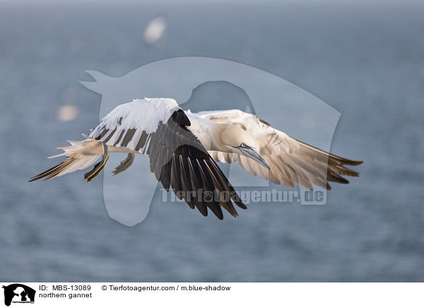 northern gannet / MBS-13089