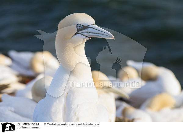 northern gannet / MBS-13094