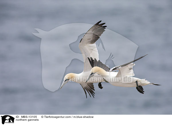 northern gannets / MBS-13105