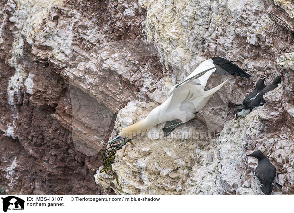 northern gannet / MBS-13107