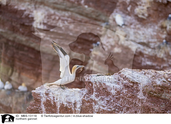 northern gannet / MBS-13118