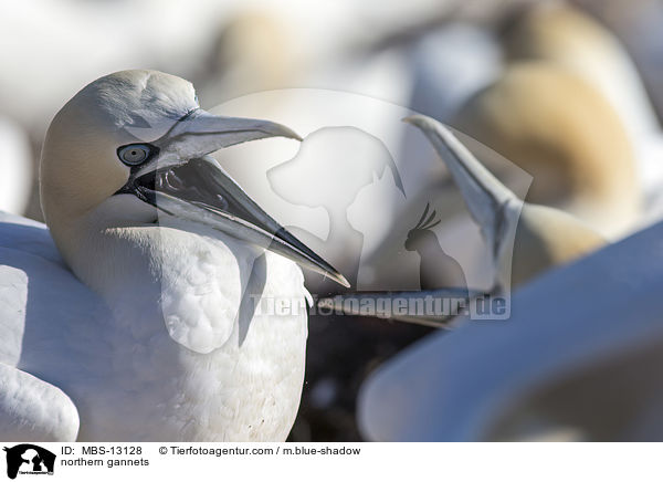 northern gannets / MBS-13128