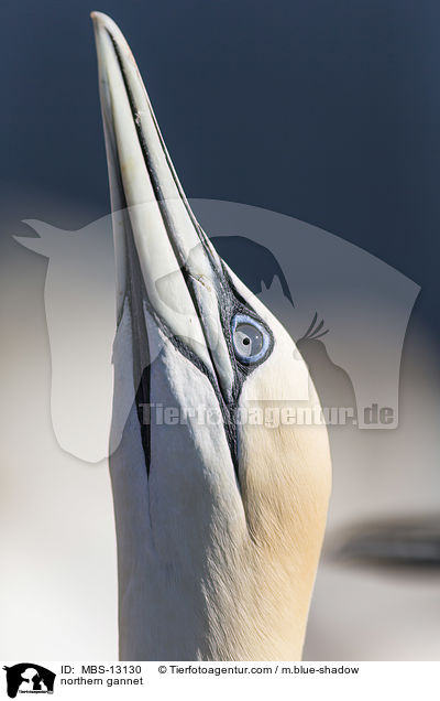 northern gannet / MBS-13130