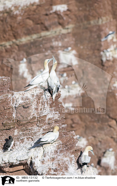 northern gannets / MBS-13132