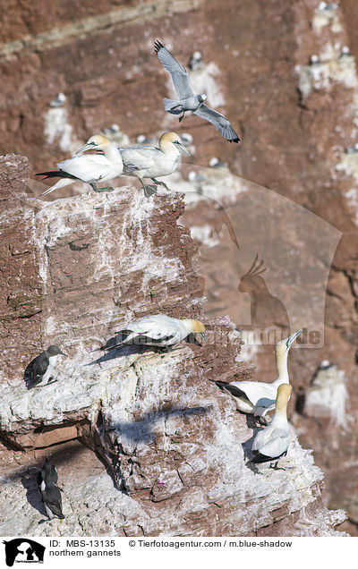 northern gannets / MBS-13135