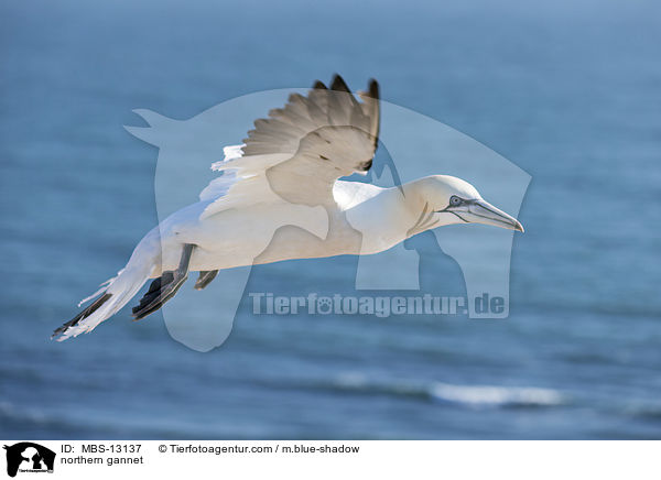 northern gannet / MBS-13137