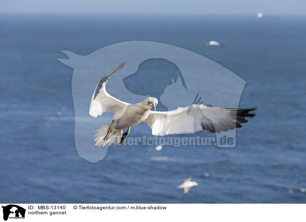 northern gannet / MBS-13140