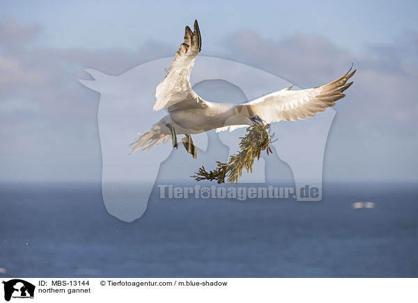 northern gannet / MBS-13144
