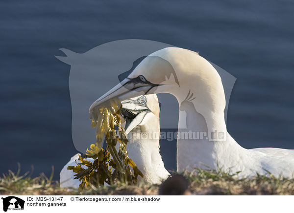 northern gannets / MBS-13147